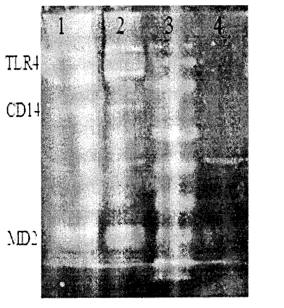 Cell model having TLR4 immune response function and method for constructing same