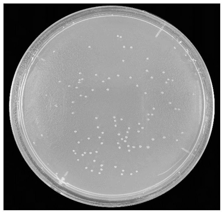 Method for promoting propagation of bait microalgae