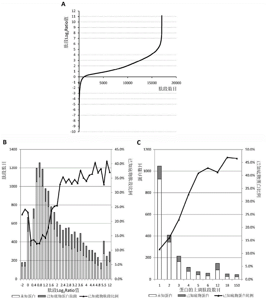 Protease substrate screening method based on solid-loaded mixed protein as screening database