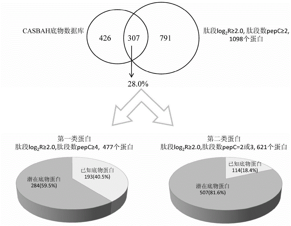 Protease substrate screening method based on solid-loaded mixed protein as screening database
