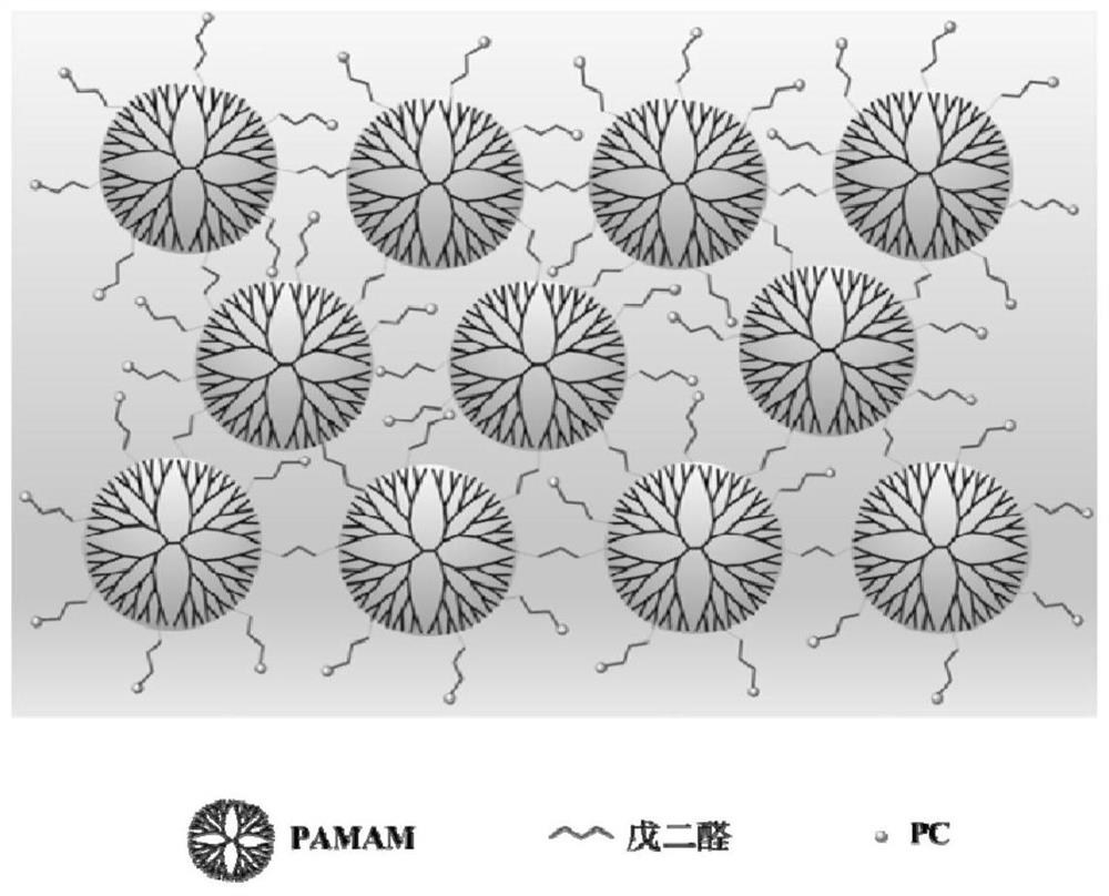 Cell membrane bionic polyamide-amine dendritic macromolecular hydrogel as well as preparation method and application thereof