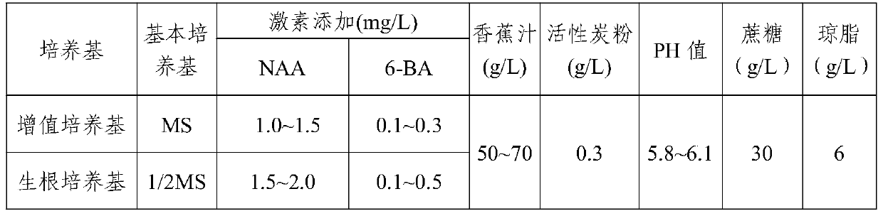 A kind of method for rapid propagation of bamboo shoot orchid seedlings