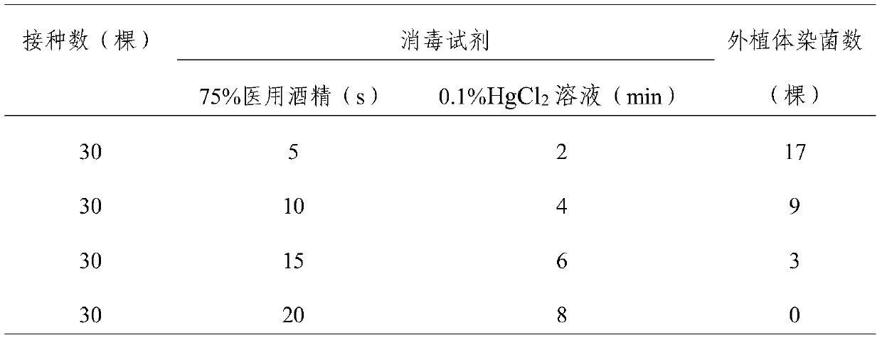 A kind of method for rapid propagation of bamboo shoot orchid seedlings