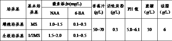 A kind of method for rapid propagation of bamboo shoot orchid seedlings