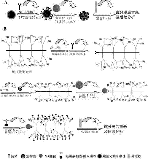 Quick enriching and separating method of natural killer cells in peripheral blood of human