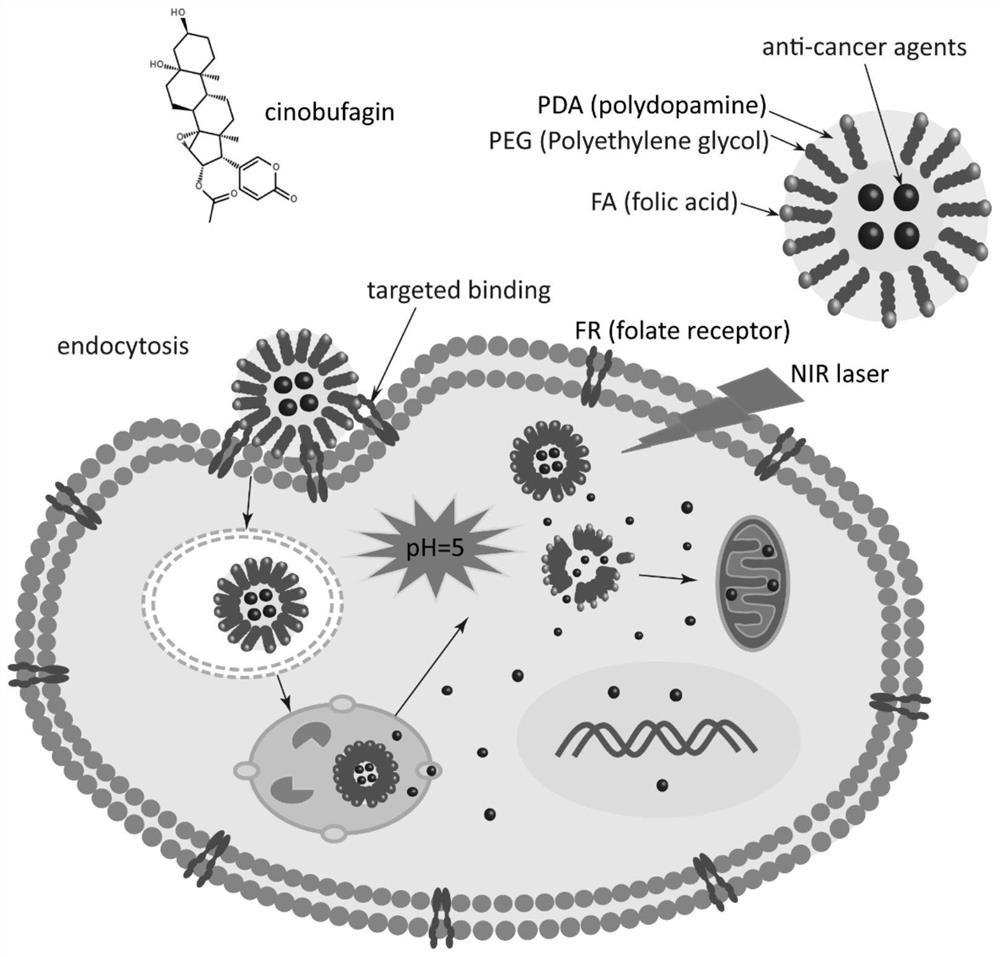 Cinobufagin-loaded PDA nano-drug as well as preparation method and application thereof