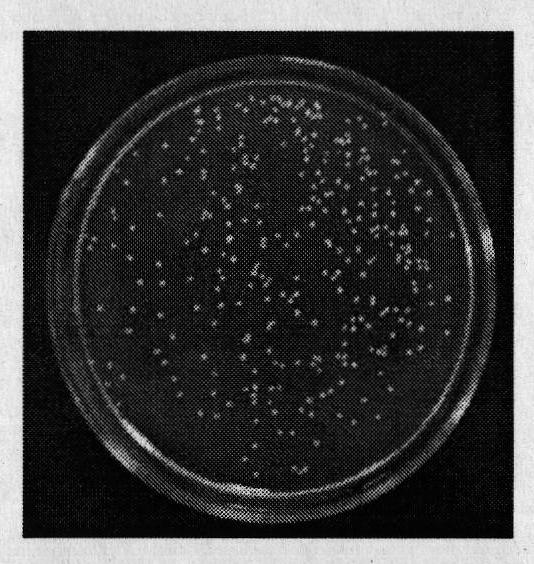 Saccharomyces cerevisiae and application thereof