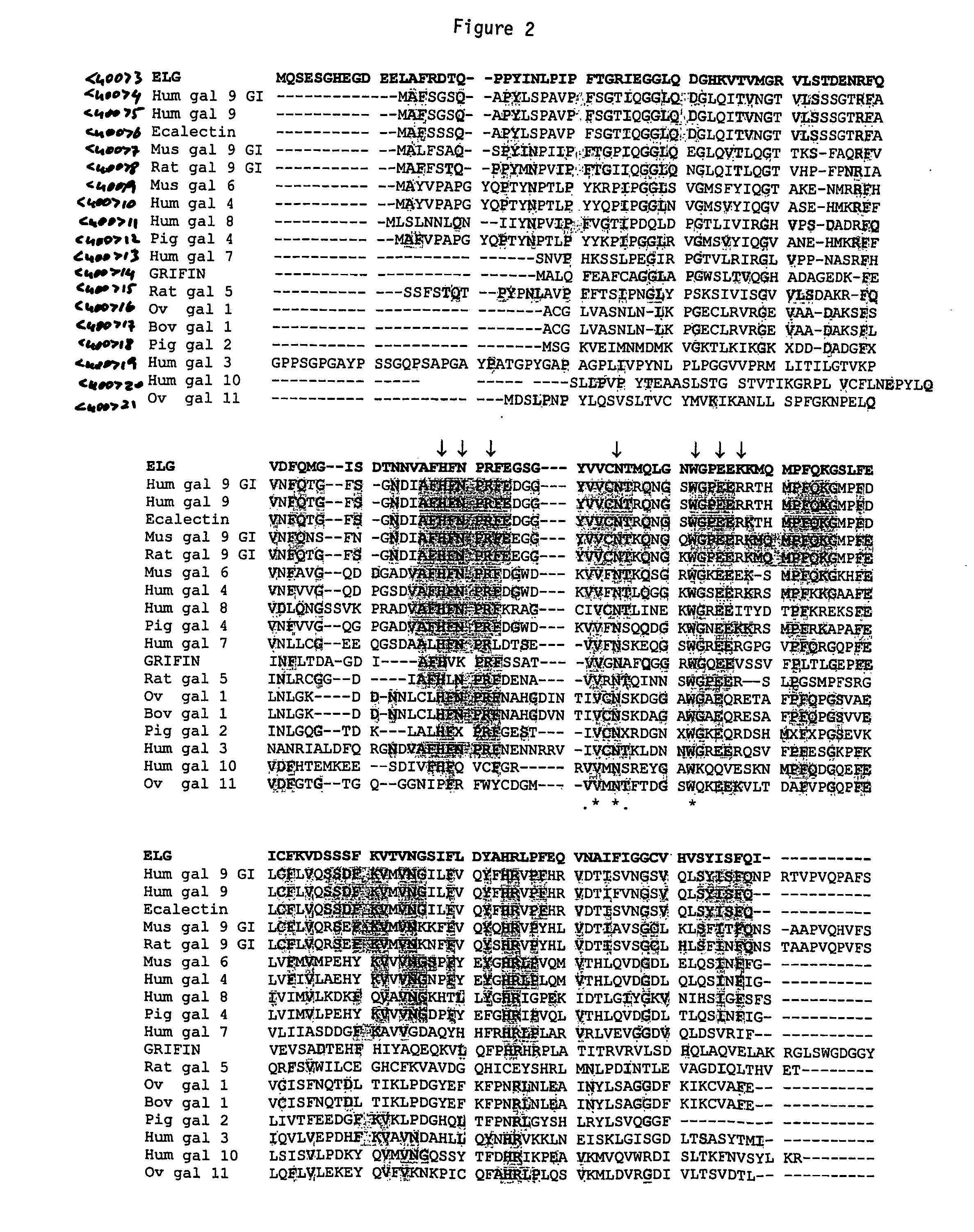 Galectin-14 therapeutic molecule and uses thereof