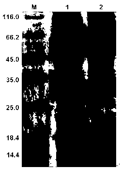 Lywallzyme of phage of staphylococcus aureus as well as preparation method and application thereof