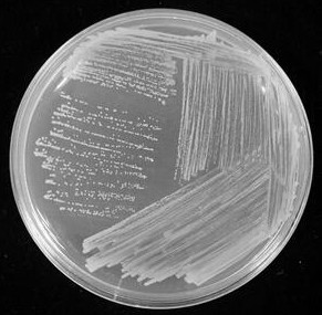 Burkholderia and application thereof
