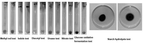 Burkholderia and application thereof