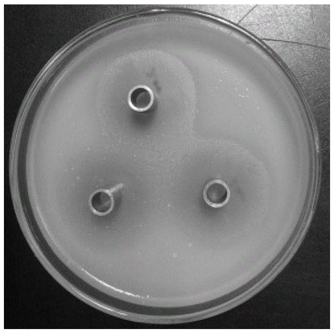 Application of 2-acetamido-1,5,-dehydrated-2-deoxy-D-glucitol to preparation of anti-rice-leaf-blight-bacterial-activity medicine