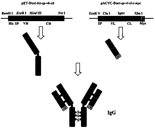 A method for preparing genetically engineered IgG antibody in Escherichia coli