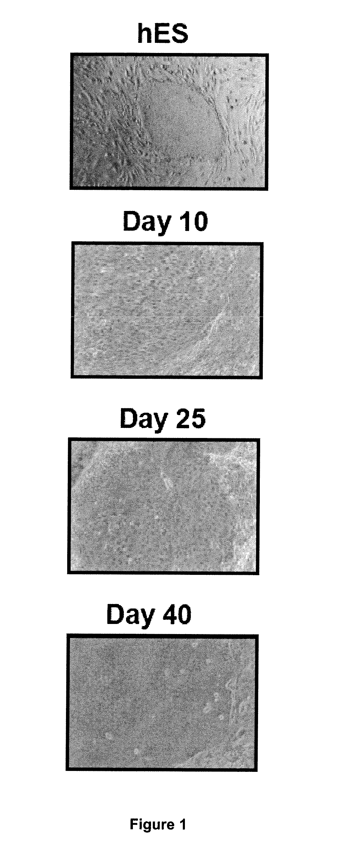 Methods for Preparing Human Skin Substitutes from Human Pluripotent Stem Cells