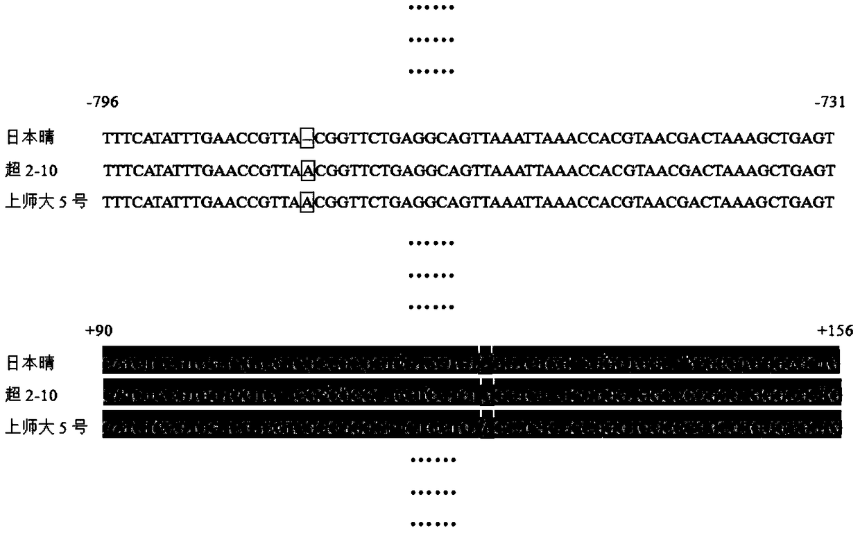 A gene sequence and its application