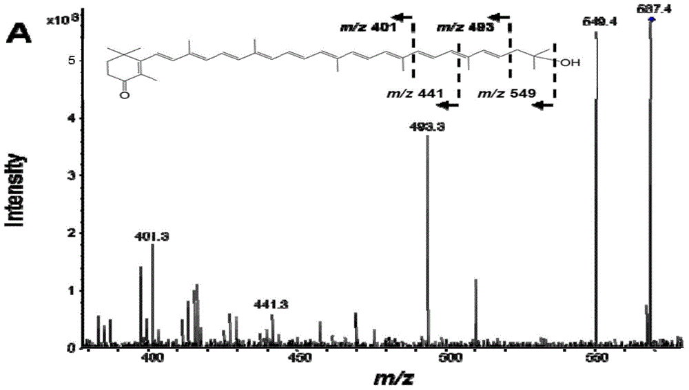 Application of hydroxylase gene Dr2473 to catalytic synthesis of microorganisms