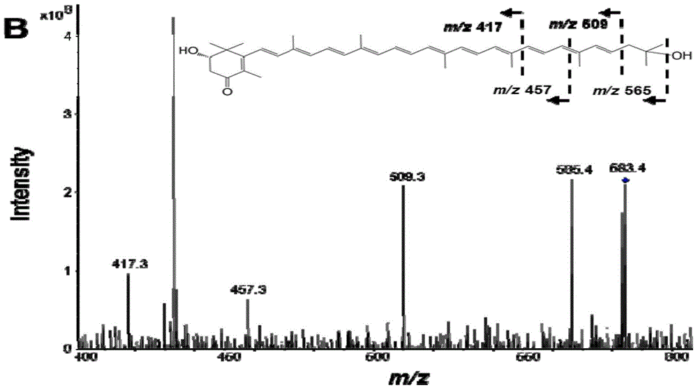 Application of hydroxylase gene Dr2473 to catalytic synthesis of microorganisms