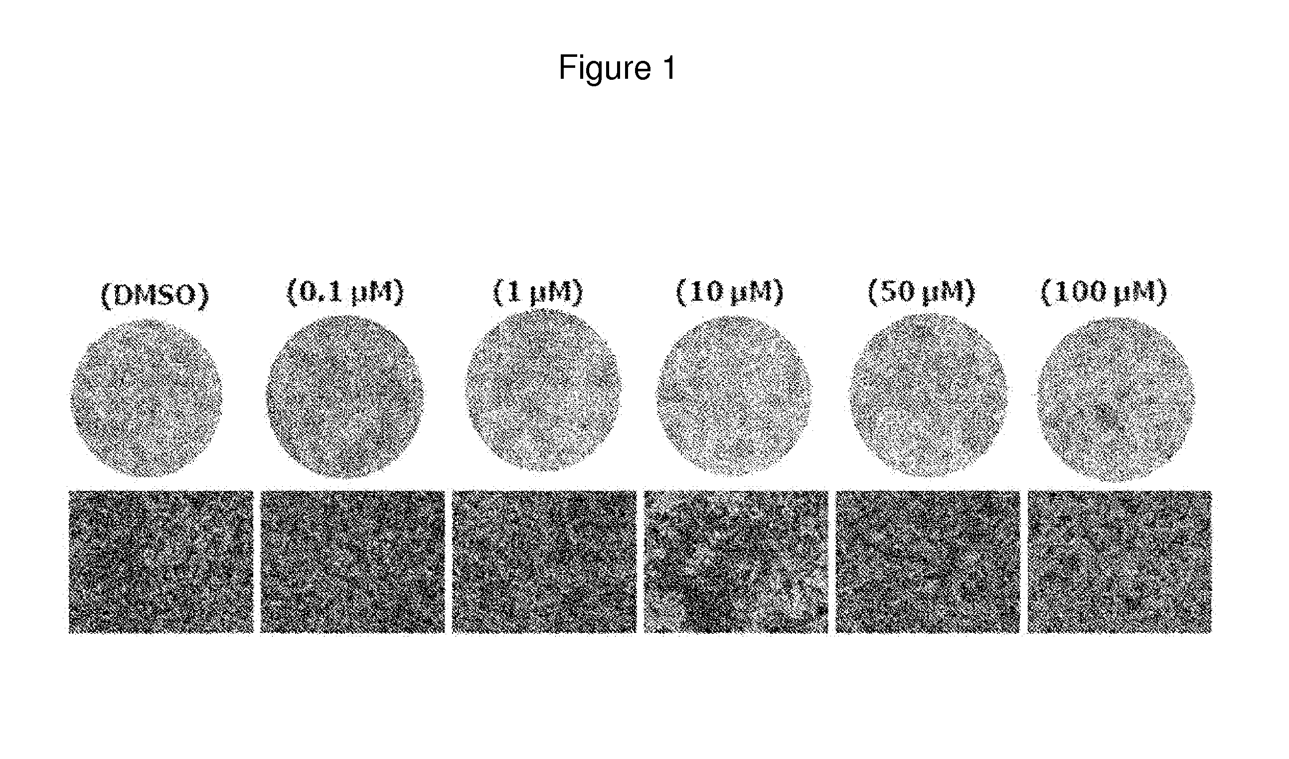 Novel use for scopolin and derivatives thereof