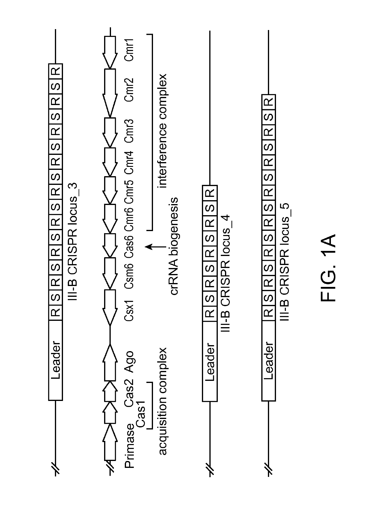 Methods and compositions for using argonaute to modify a single stranded target nucleic acid