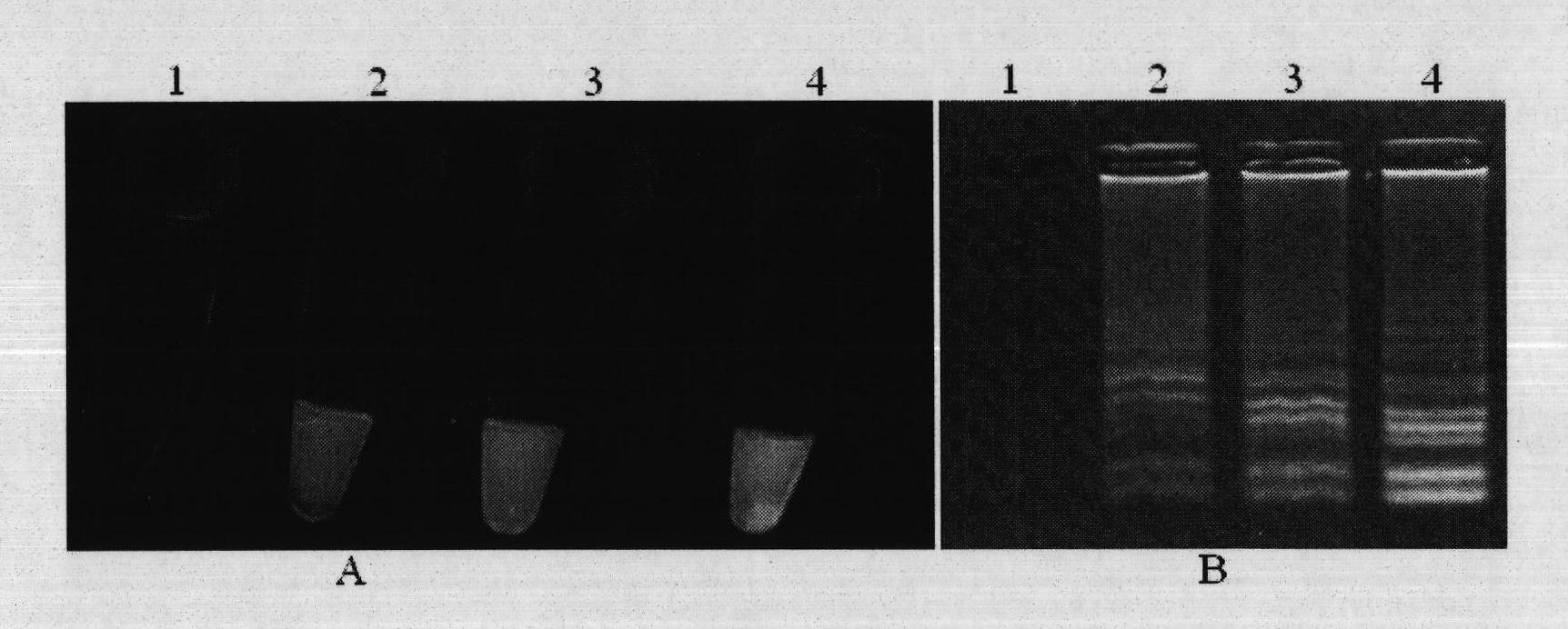 Preparation method of shrimp white spot syndrome virus disease nucleic acid sample and shrimp white spot syndrome virus detection method