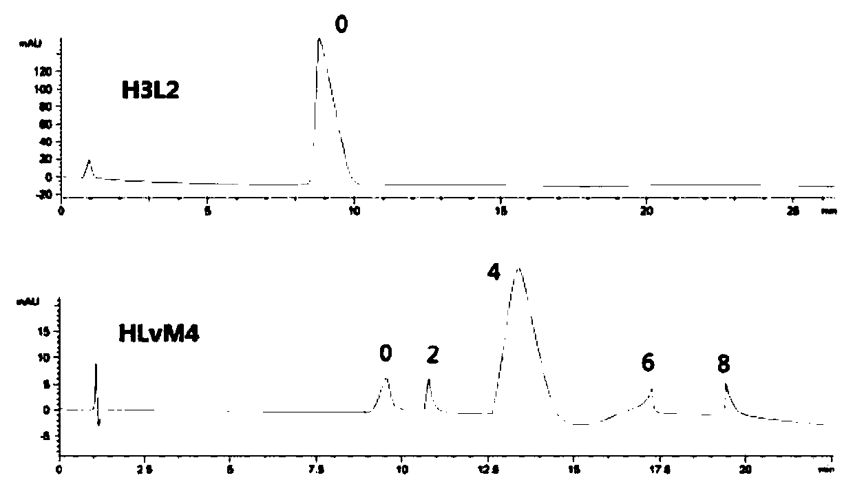 Conjugate of anti-human DLL4 humanized antibody and dolastatin derivative MMAE as well as preparation method and application of conjugate