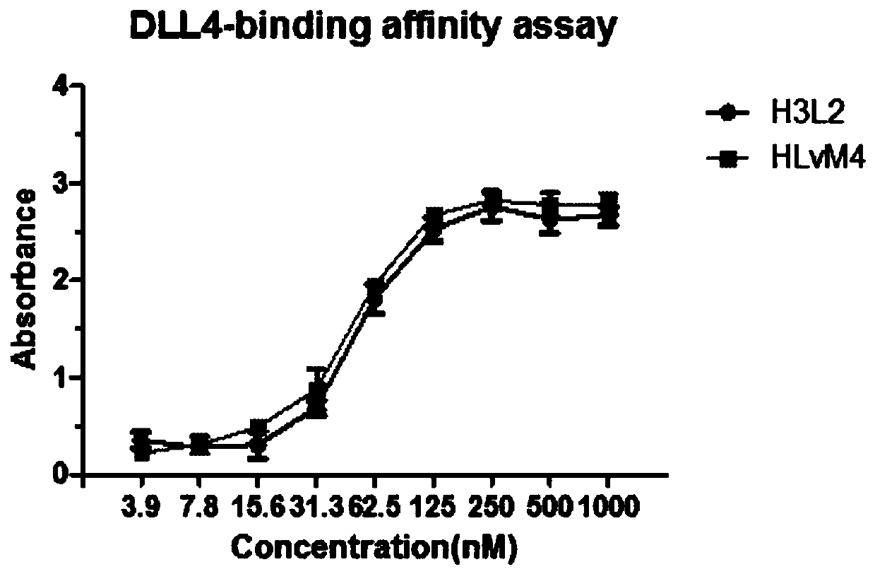 Conjugate of anti-human DLL4 humanized antibody and dolastatin derivative MMAE as well as preparation method and application of conjugate