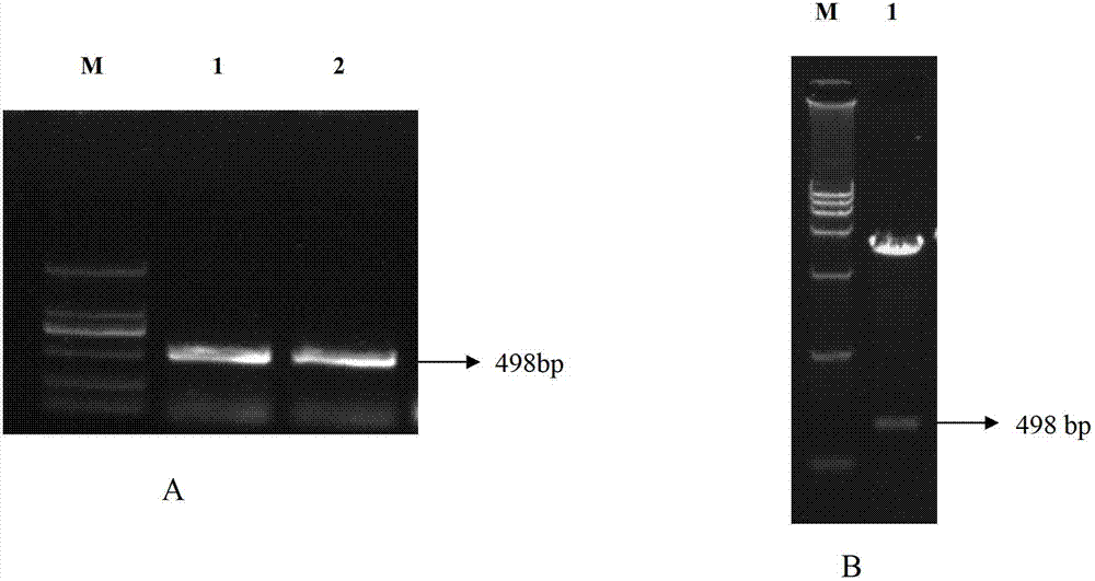 Malus xiaojinensis MxVHA-c protein and coding gene thereof, and application thereof