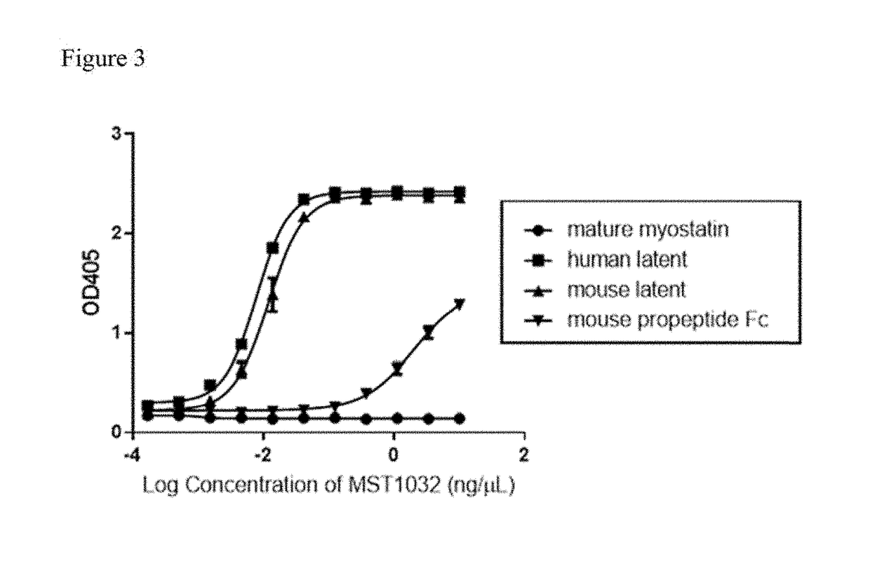 Anti-myostatin antibodies, polypeptides containing variant fc regions, and methods of use