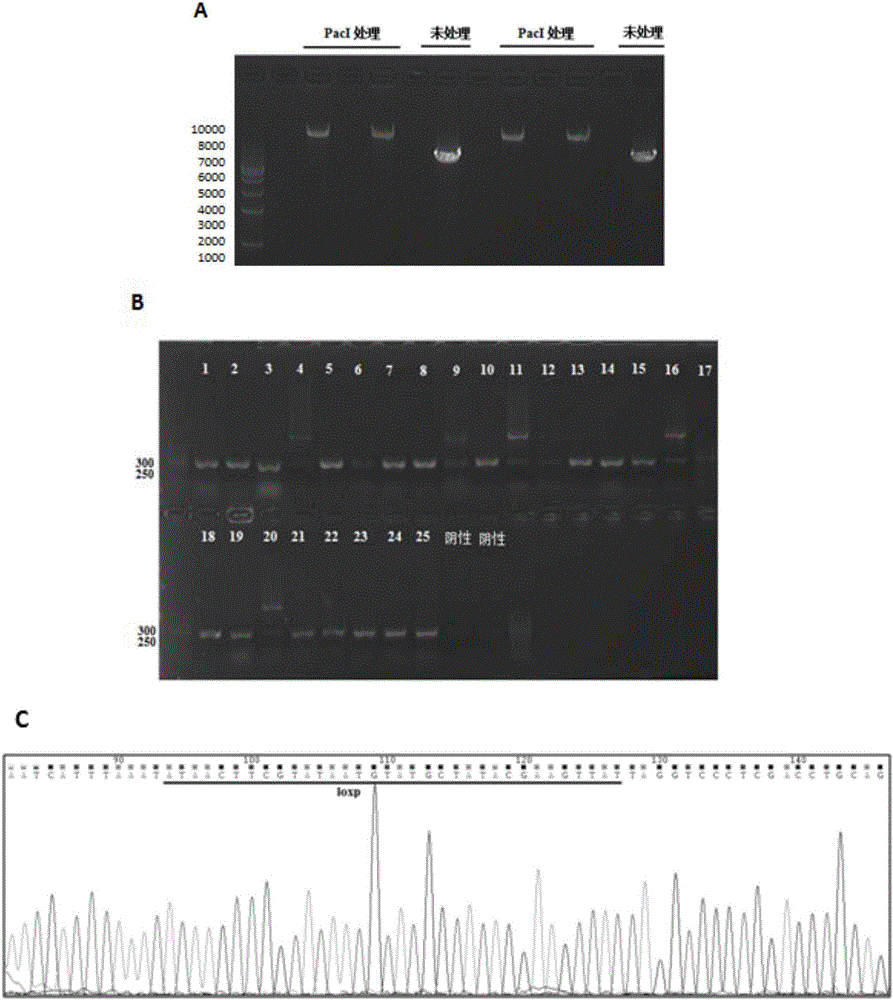 Reporter system for researching expression regulation of Kiss1 gene and construction method of reporter system