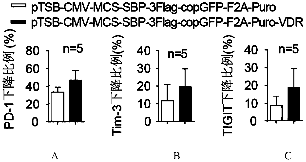 Application of vitamin D acceptor and ligand thereof to improvement of antitumor capacity of immunocyte