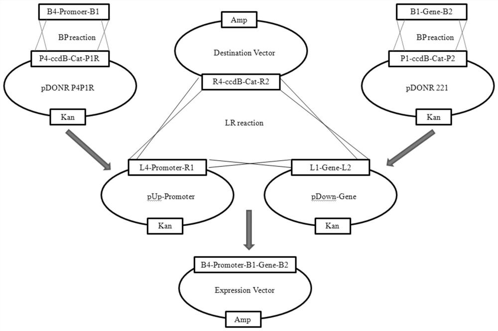 A kind of adenovirus vector and its construction method