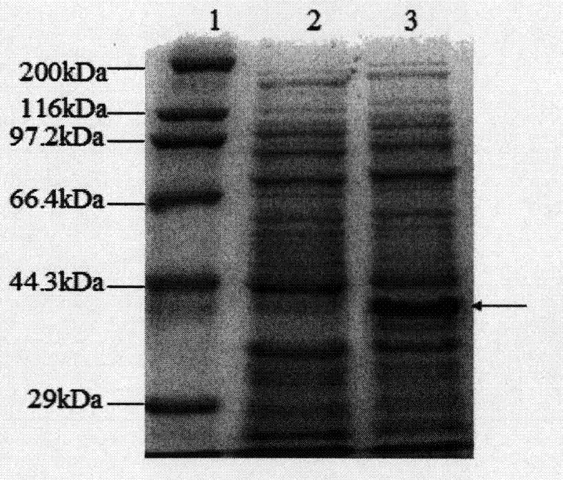 Turtle collagen gene functional fragment as well as recombinant protein and application thereof