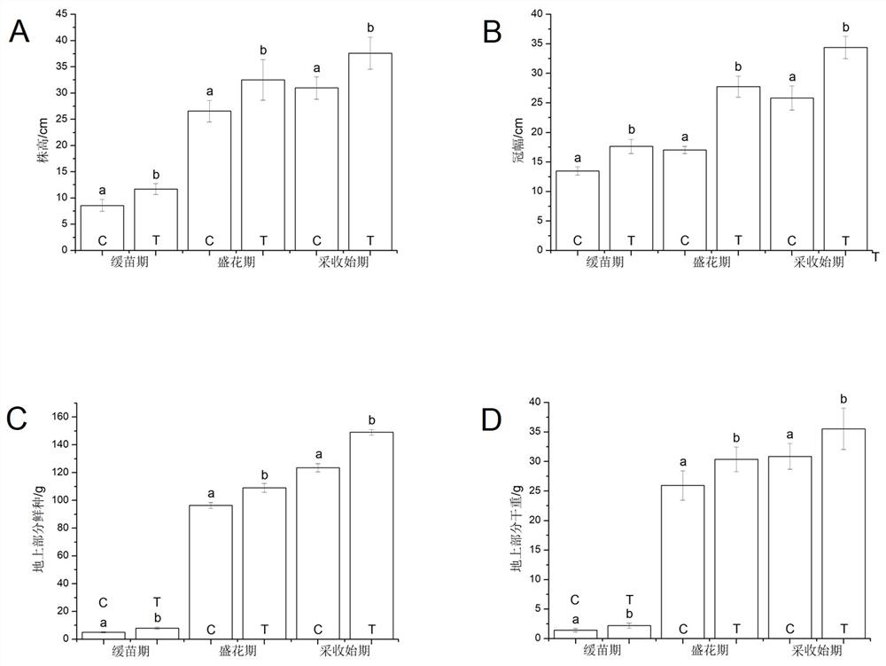 Application of a biostimulant to improve the vigor of continuous cropping salvia miltiorrhiza seedlings