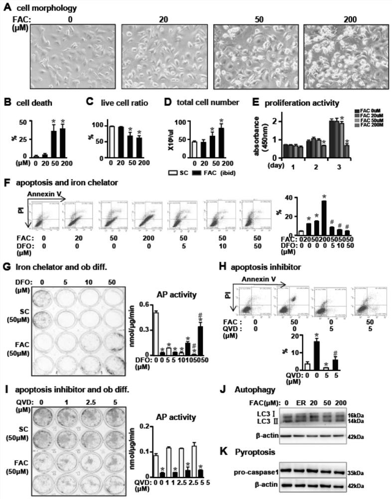 Application of ferroptosis inhibitor in preparation of medicine for preventing or treating osteoporosis or bone loss caused by iron overload