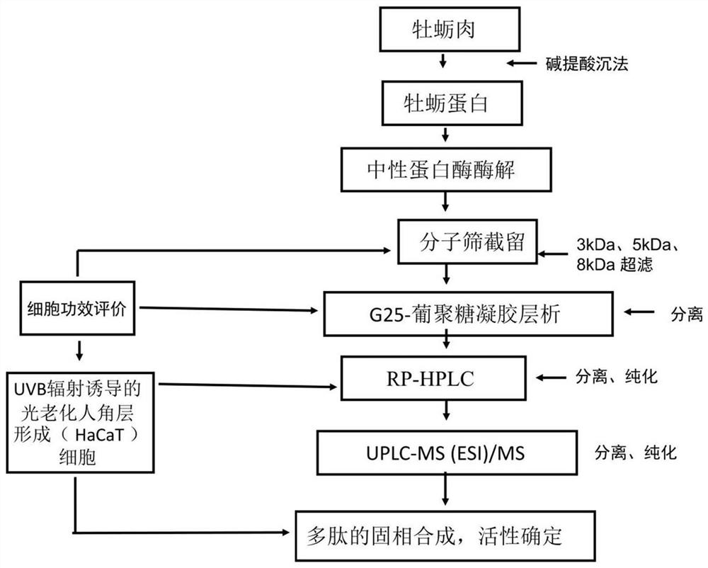 Oyster protein source anti-skin photoaging octapeptide, and preparation method and application thereof