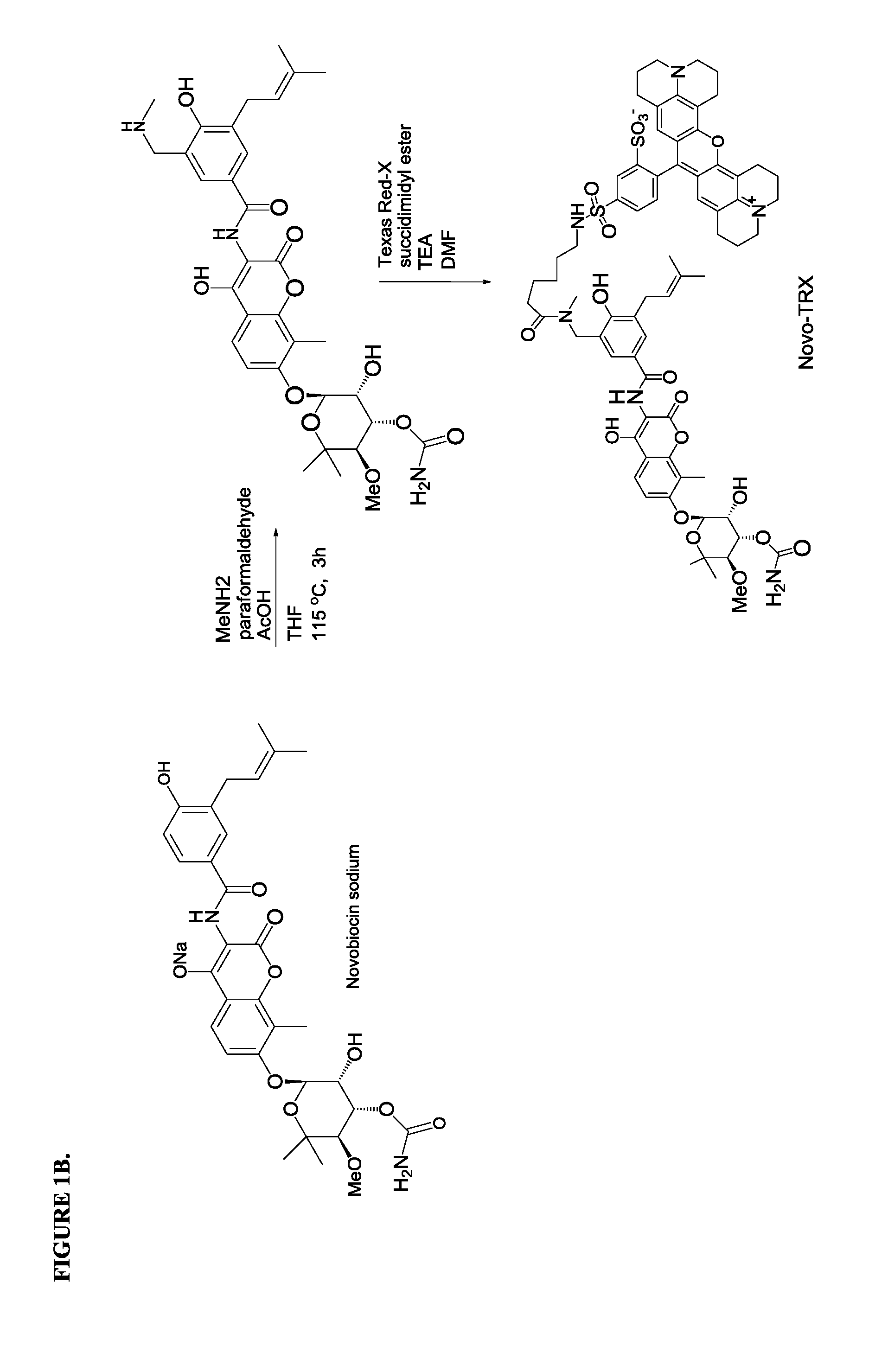 Topoisomerase binding probe and method of use