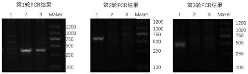 Method for constructing FSCN1 gene stable knockout cell line, plasmid or plasmid combination and application thereof