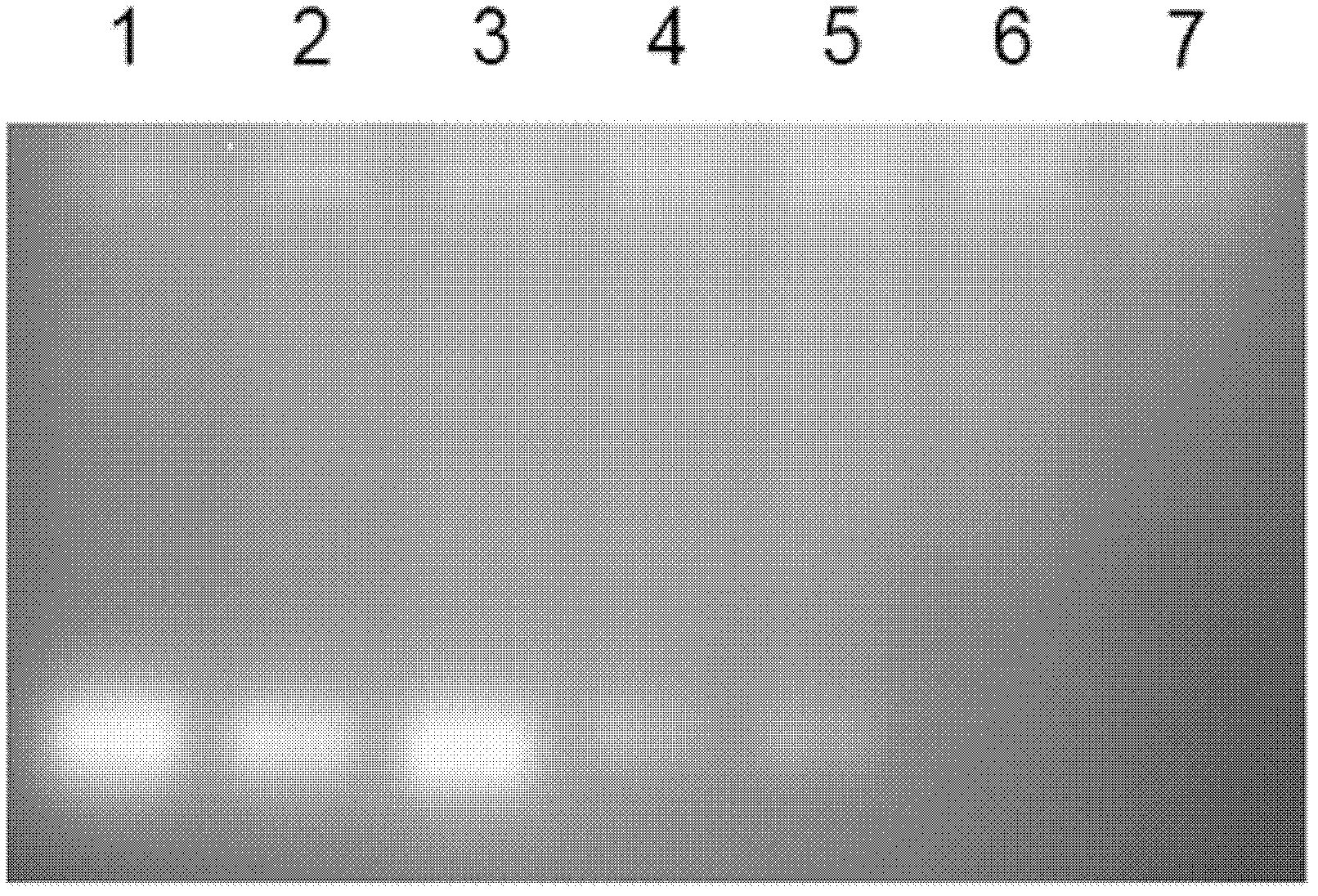 siRNA conveying carrier and application thereof