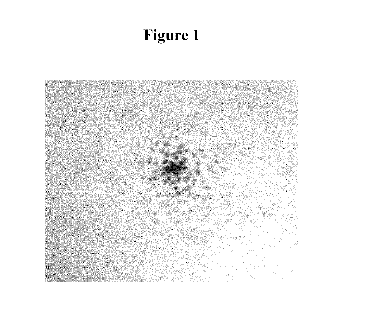 Methods for DNA-dependent targeting of a cell permeant antibody