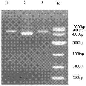 Competitive Alpha LISA (linked immuno sorbent assay) detection kit for porcine circovirus (PCV) 2 antibody and detection method thereof