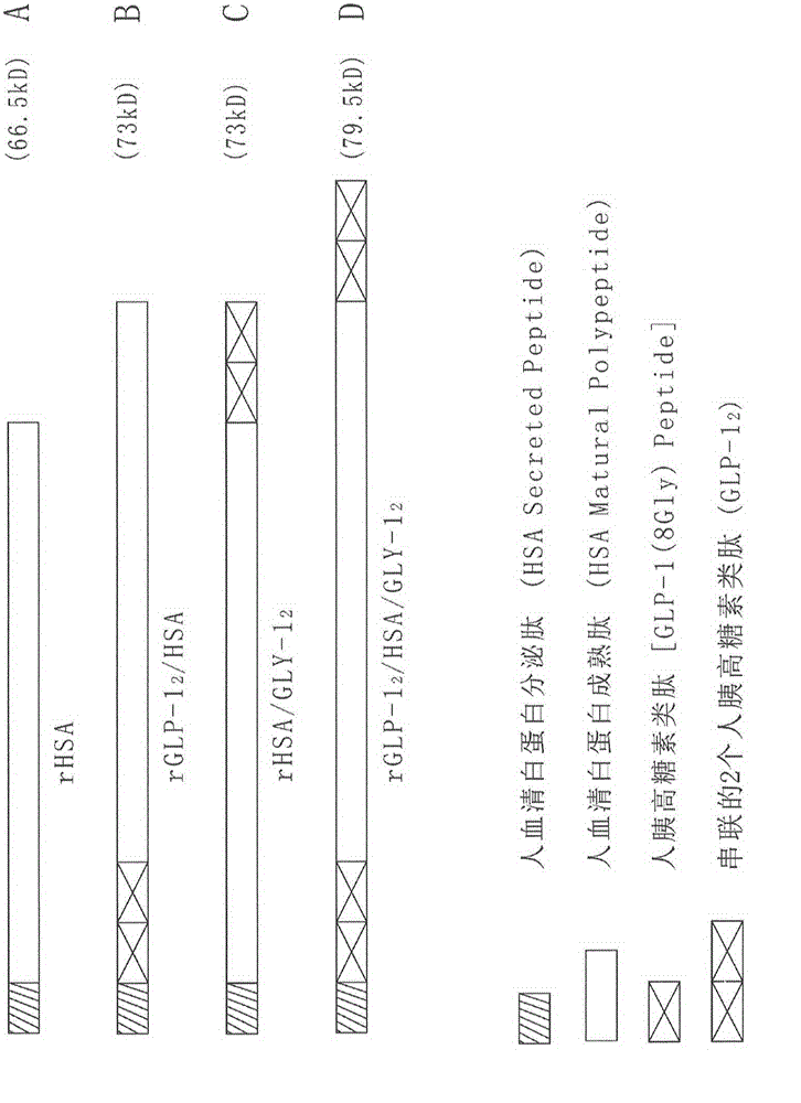 Recombinant human serum albumin/pancreatic glucagon peptide fusion protein having blood sugar content continuous control function