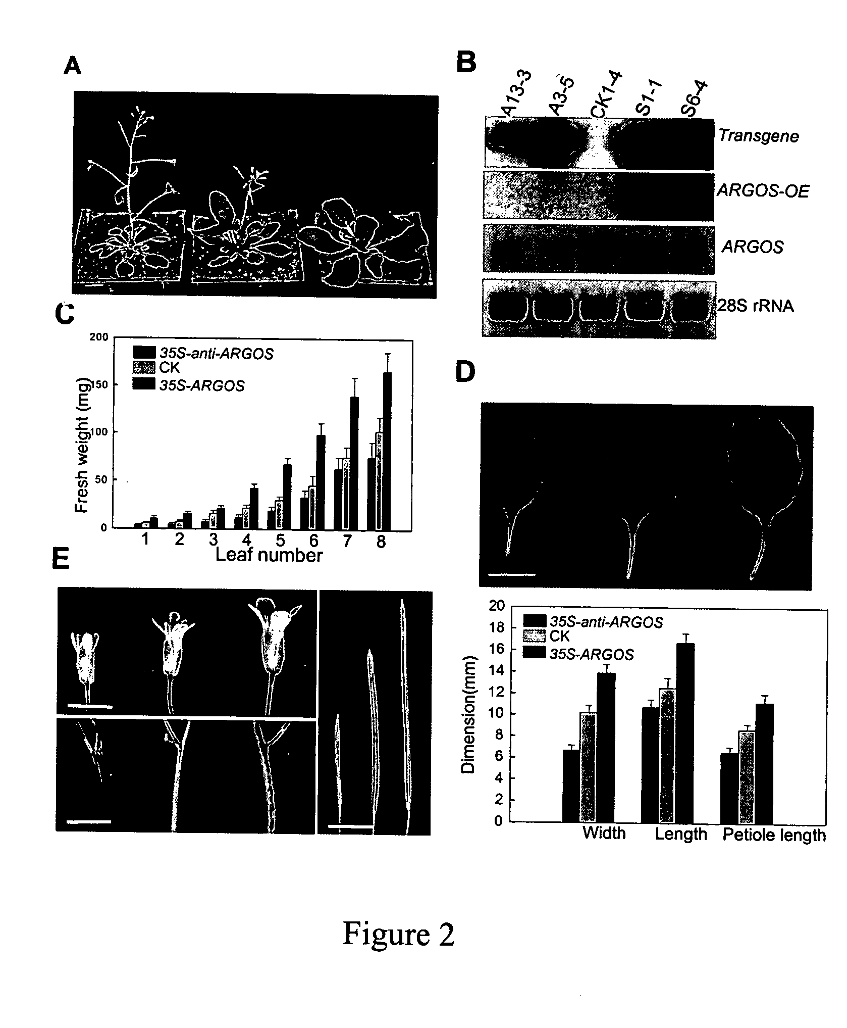 Arabidopsis argos, a novel gene involved in organ development