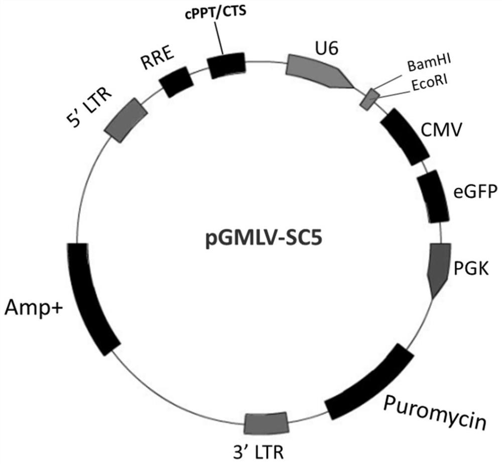 Novel method for introducing slow virus vector into chick embryo