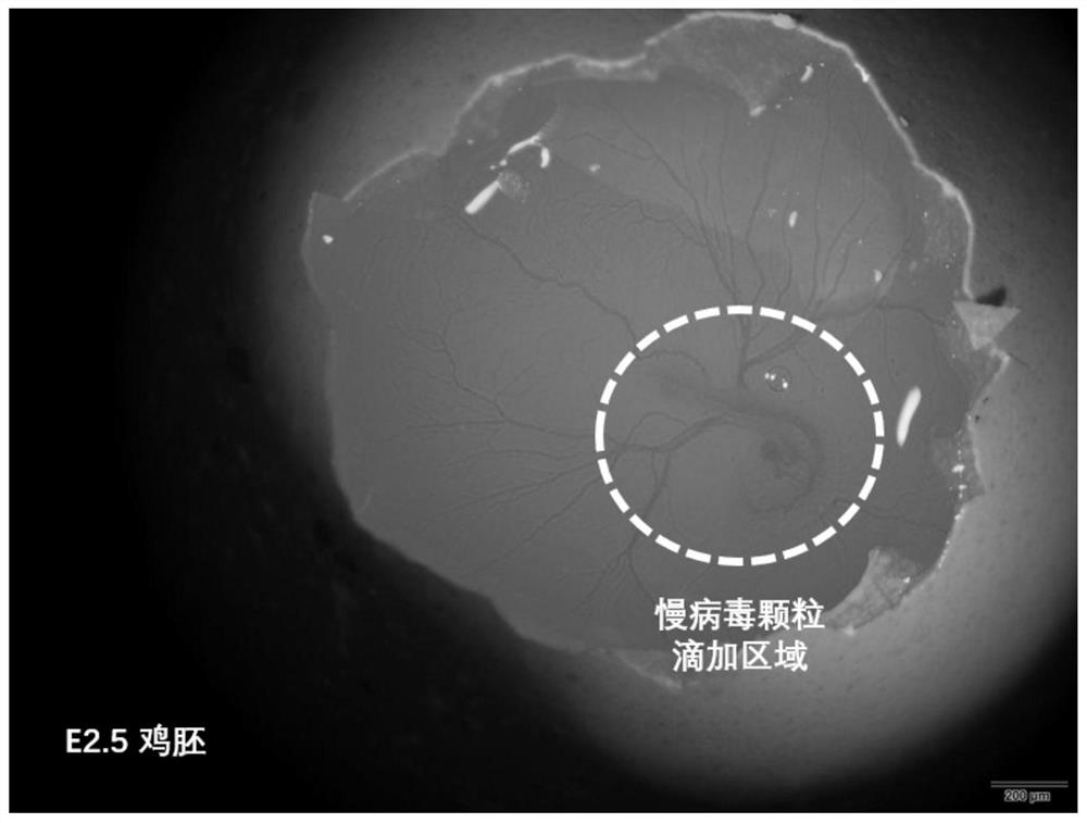 Novel method for introducing slow virus vector into chick embryo