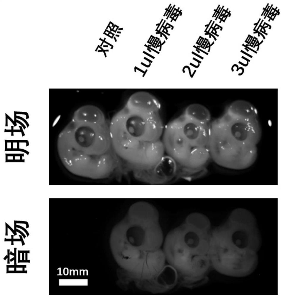 Novel method for introducing slow virus vector into chick embryo