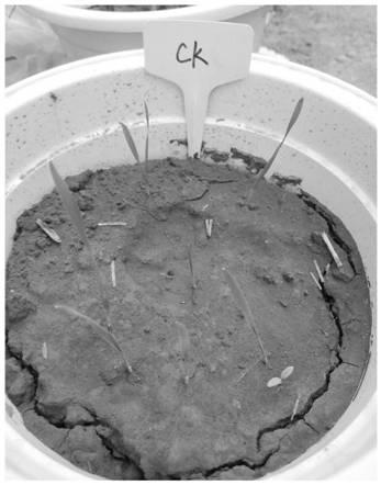 Compound medicament for preventing cereal cyst nematode and aphid of wheat