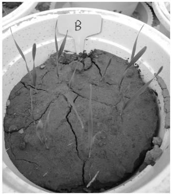 Compound medicament for preventing cereal cyst nematode and aphid of wheat