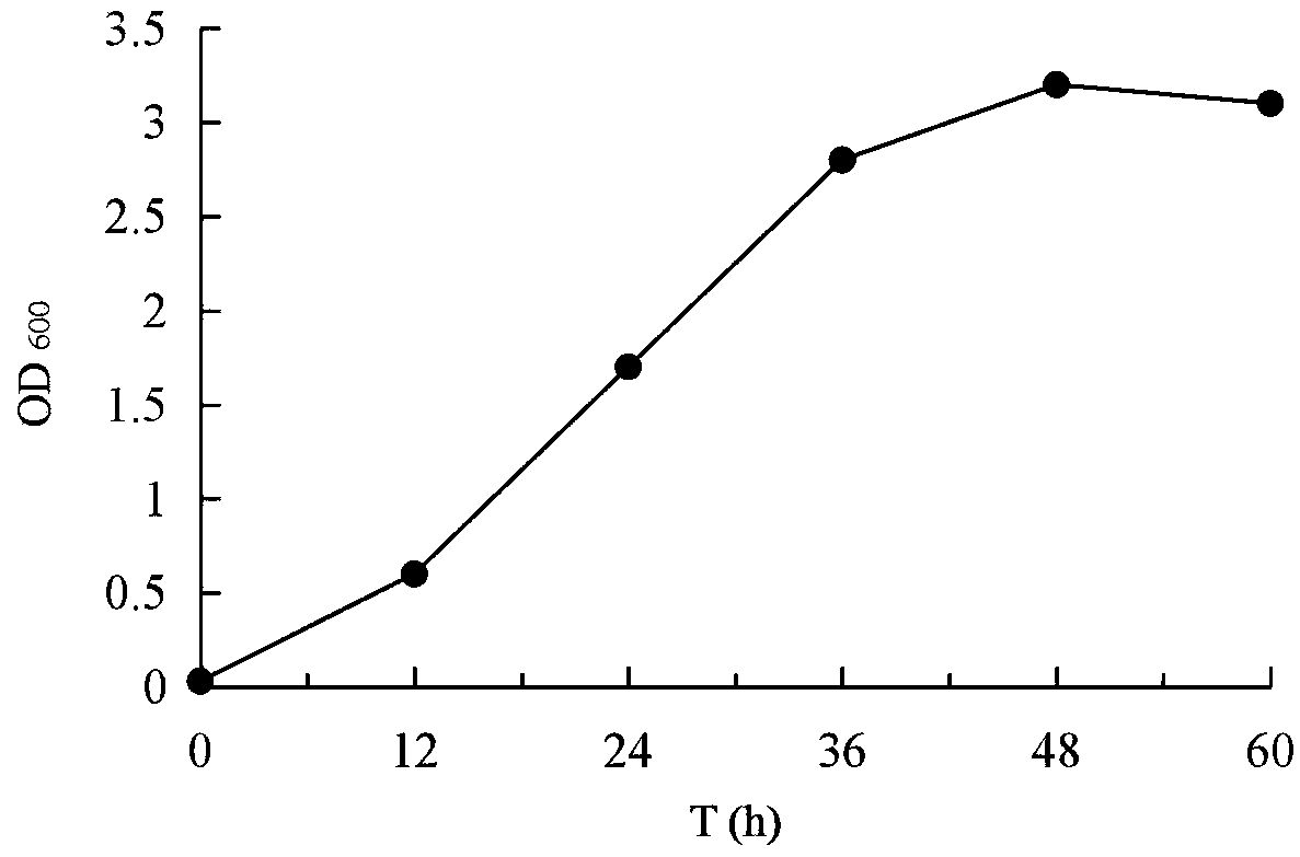 Sinomicrobium strain SM8 and application thereof in salt-tolerant growth promotion