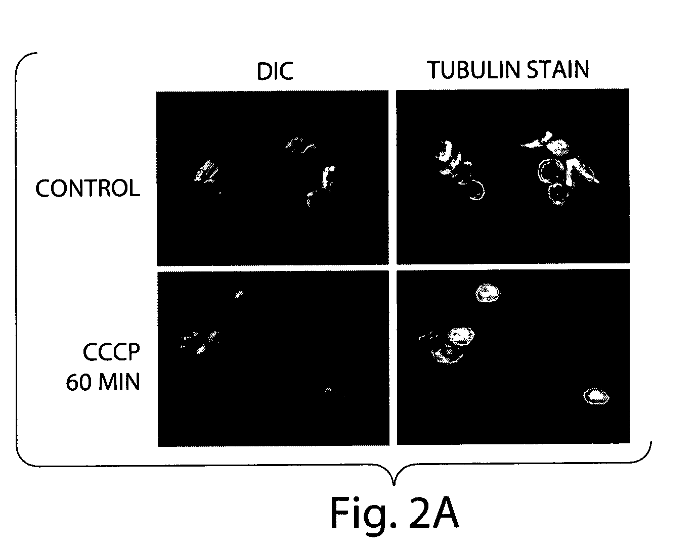 Compounds and methods for improving platelet recovery and function