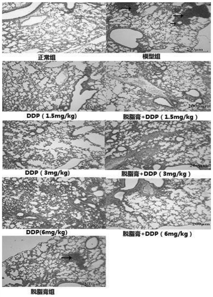 Application of American cockroach extract skimmed cream in DDP, anti-tumor medicine for toxicity reduction and efficacy enhancement